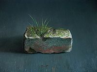 Still life with brick flora, 40x30cm, 2005.