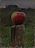 Apple still life 'en Plein Air', 16x19cm, 2011.SOLD 